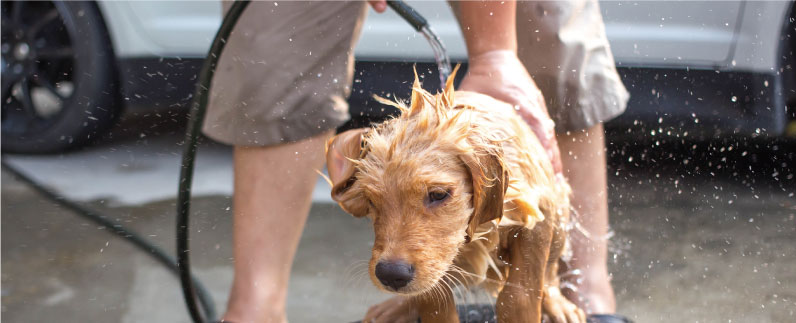 写真：屋外で身体を洗われている犬